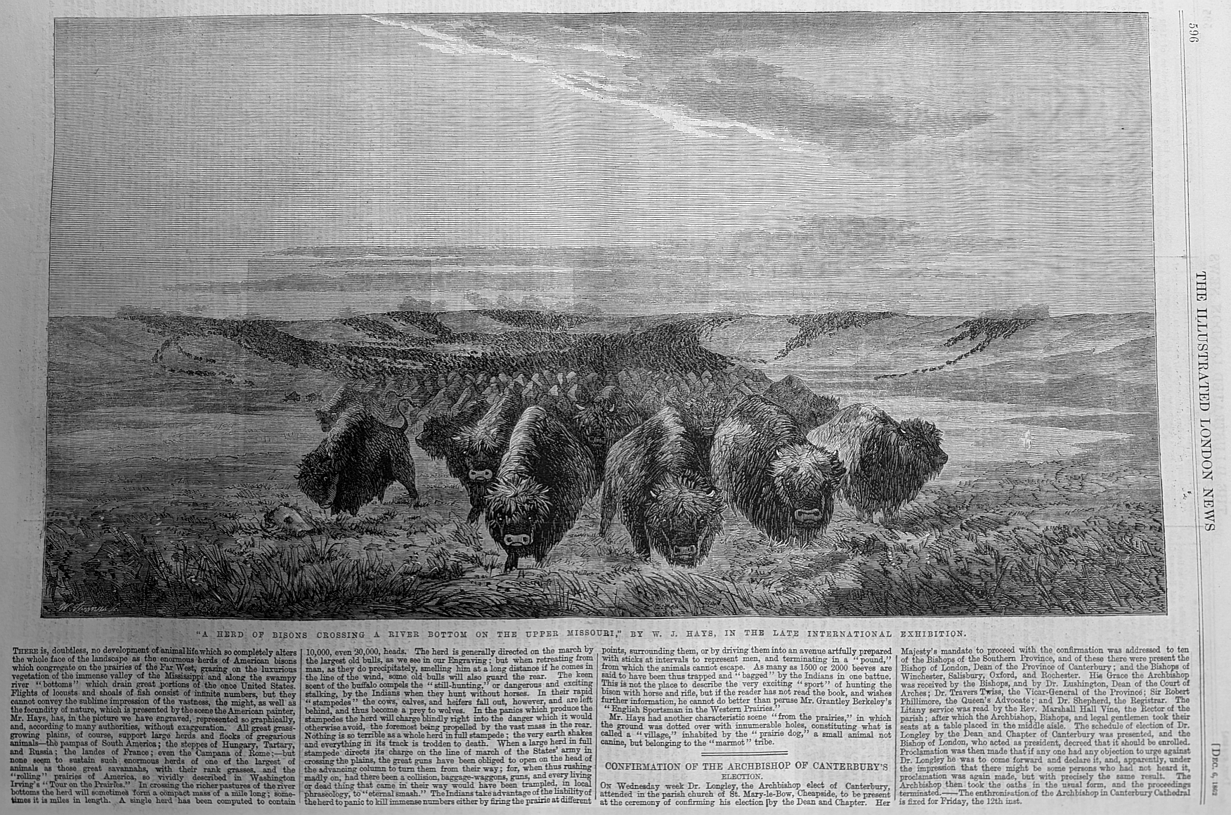 A herd of Bison usa